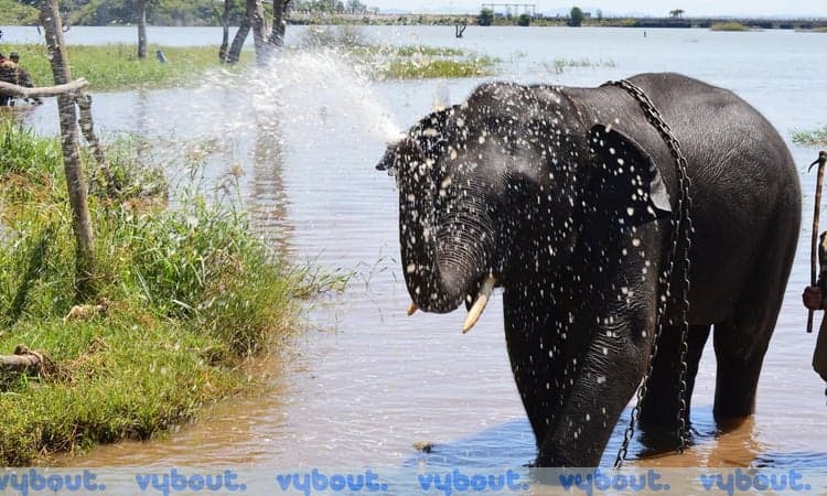 Feed & Play at Elephant Camp with Ananya 🐘🌿